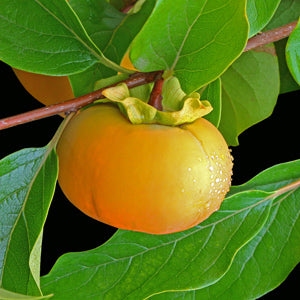 Persimmon - Diospyros kaki ‘Early Fuyu’