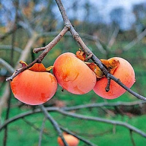 Persimmon - Diospyros kaki ‘Early Jiro’