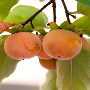 Persimmon - Diospyros kaki ‘izu’