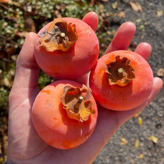 Persimmon - Diospyros x ‘Nikita’s Gift’
