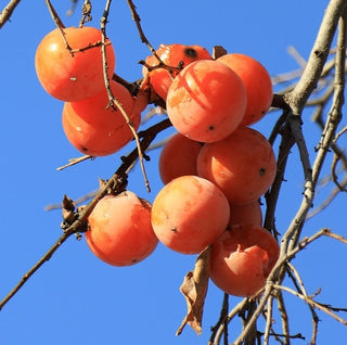 Persimmon - Diospyros virginiana ‘Prairie Gem’