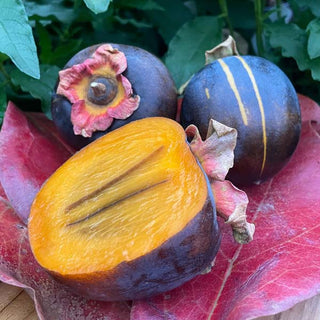 Persimmon - Diospyros kaki ‘Raven'