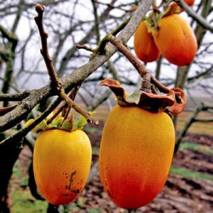 Persimmon - Diospyros kaki ‘Saijo’