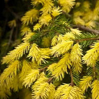 Picea Abies Perry's Gold