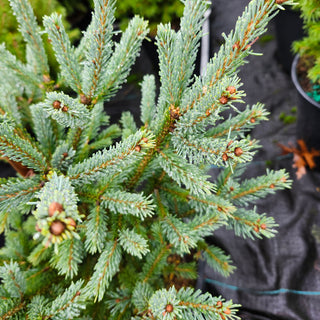 Picea Glauca Yukon Blue