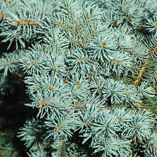 Picea Pungens Thume