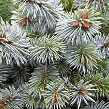 Picea Sitchensis