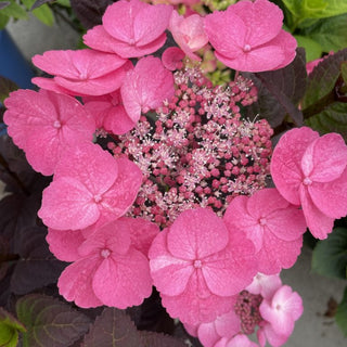 Hydrangea serrata ‘Pink Dynamo’