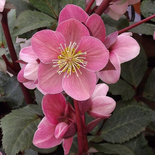 Hellebore ‘Pink Frost’