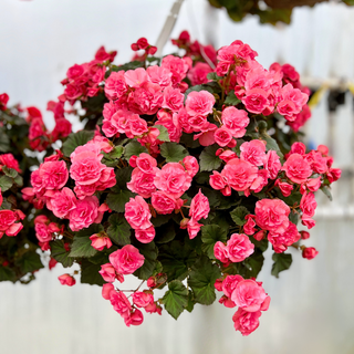 Pink Solenia Begonia Moss Hanging Basket