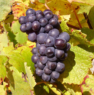 Grape - ‘Pinot Noir’