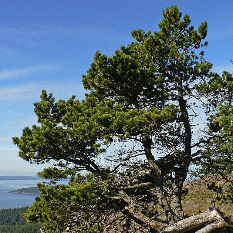 Preorder Pinus contorta var. contorta (Shore Pine) | Amsterdam Garden ...