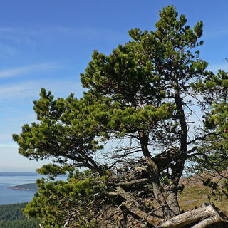 Pinus Contorta Var Contorta