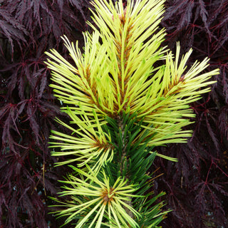 Pinus Contorta Taylor's Sunburst