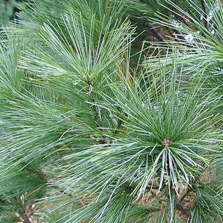 Pinus Monticola Snow White