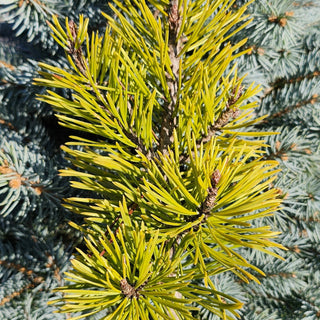 Pinus Mugo Sunshine