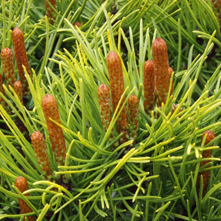 Abies concolor Wintergold