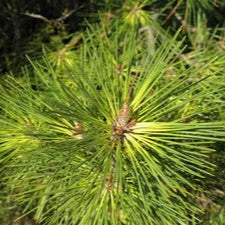 Pinus Thunbergii