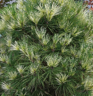 Pinus densiflora ‘Golden Ghost’