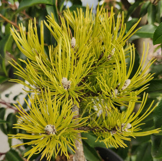 Pinus mugo ‘Spring Glow’