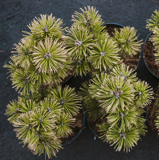 Pinus parviflora ‘Fukai’