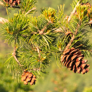Pinus parviflora ‘Goldilocks’