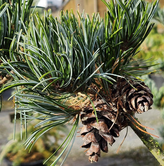 Pinus parviflora ‘Pent Azuma’