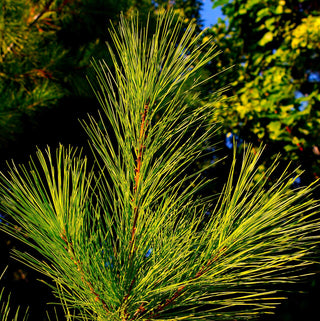 Pinus strobus ‘Louie’