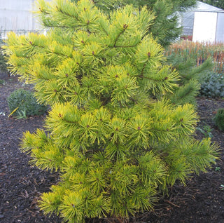 Pinus sylvestris ‘Gold Coin’