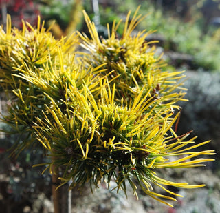 Pinus sylvestris ‘Gold Medal’