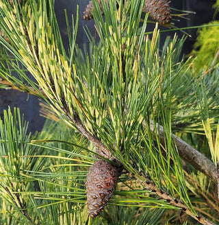 Pinus thunbergii ‘Oculus Draconis’