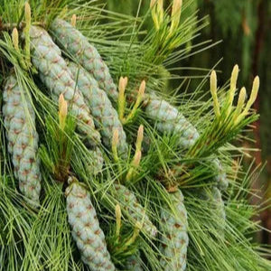 Pinus x Schwerinii Wiethorst