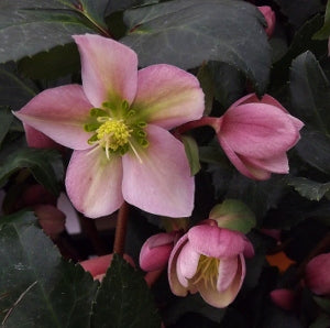 Hellebore ‘Pirouette’