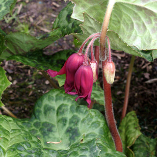 Podophyllum Spotty Dotty