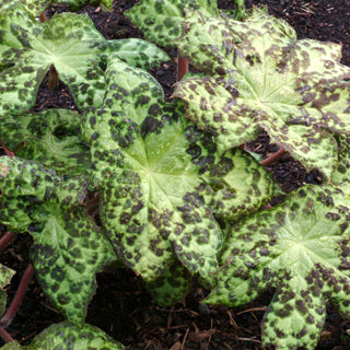 Podophyllum Spotty Dotty