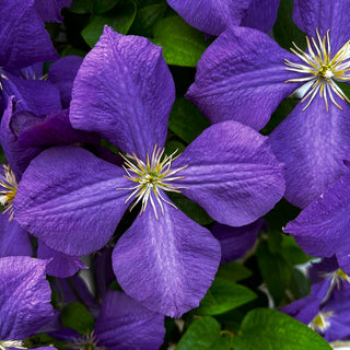 Clematis viticella ‘Polish Spirit'
