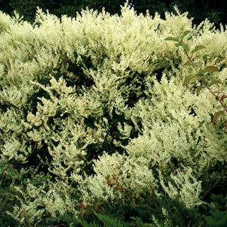 Polygonum Aubertii