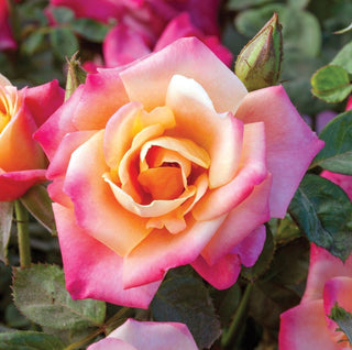 Rose ‘Polynesian Punch’