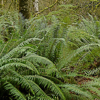 Polystichum Munitum