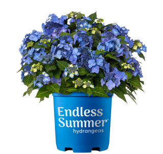 Hydrangea macrophylla ‘Pop Star’