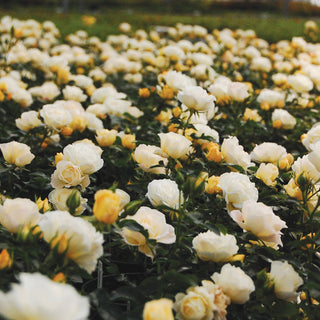 Field of white and yellow flowers with a blurred background