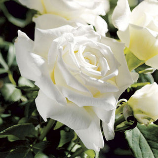 Rose ‘Pope John Paul II’