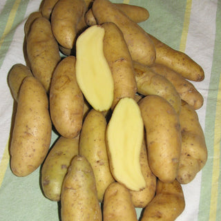 Potato ‘Banana’