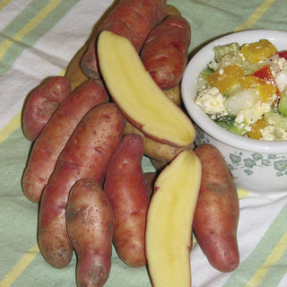 Potato ‘French Fingerling’