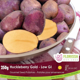 Potato ‘Huckleberry Gold’