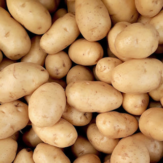 Potato ‘Kennebec’