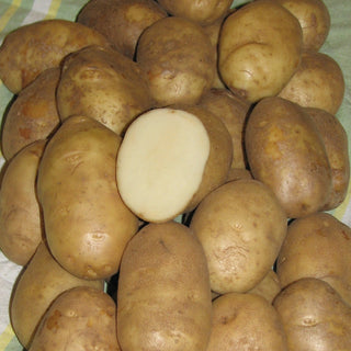 Potato 'Pacific Russet'