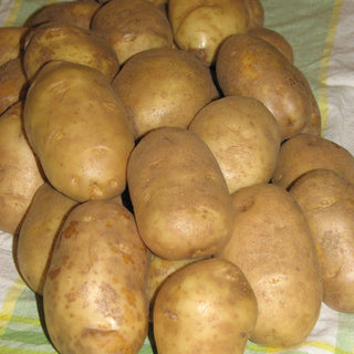 Potato ‘Russet Burbank’
