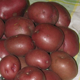 Potato ‘Red Viking’