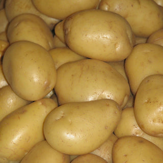 Potato ‘Yukon Gold’